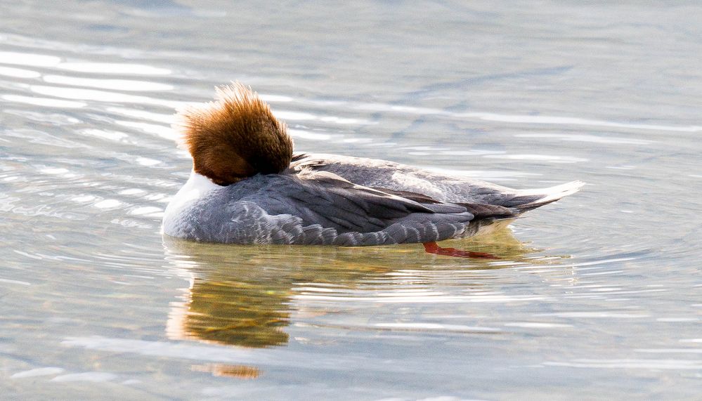 Gänsesägerweibchen im einheimischen Revier