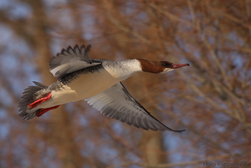 Gänsesägerweibchen im Flug