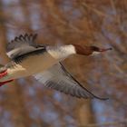 Gänsesägerweibchen im Flug