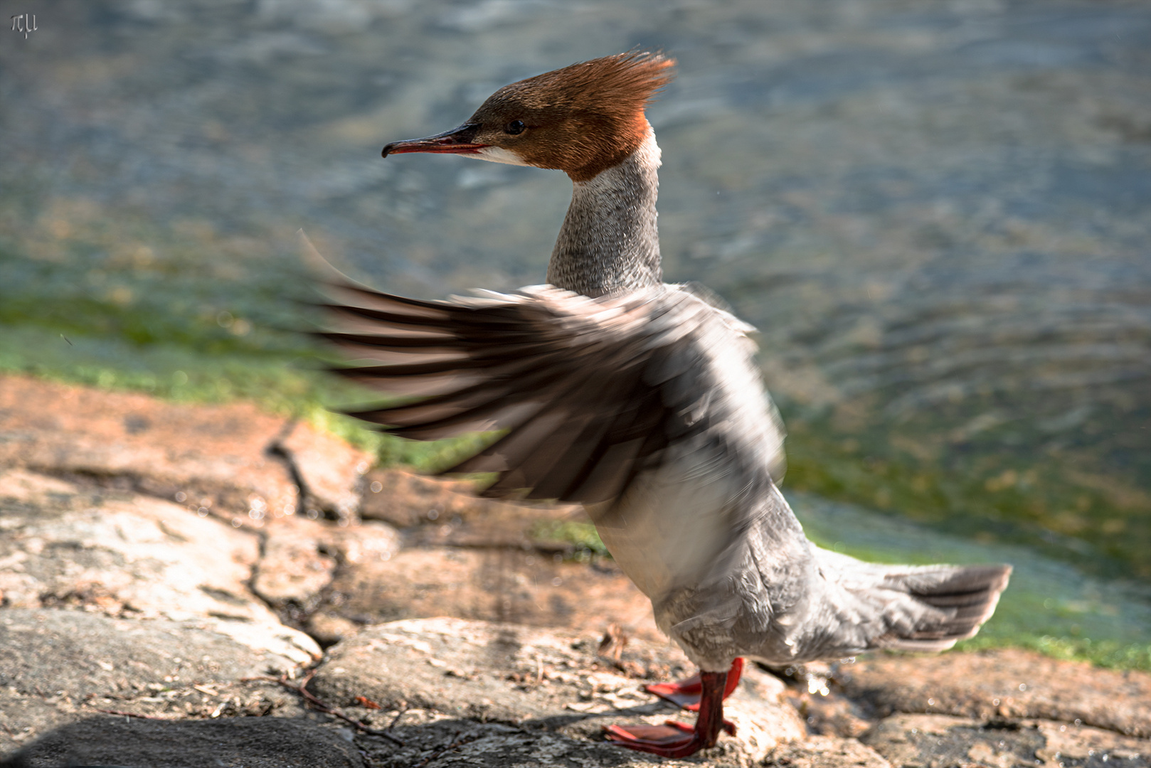 Gänsesägerweibchen macht die Flatter