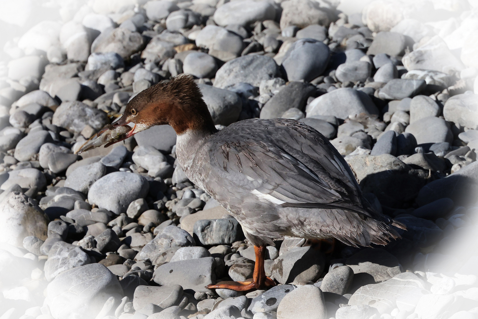 Gänsesägerweibchen mit Beute