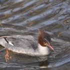 Gänsesägerweibchen vom 12.3.10