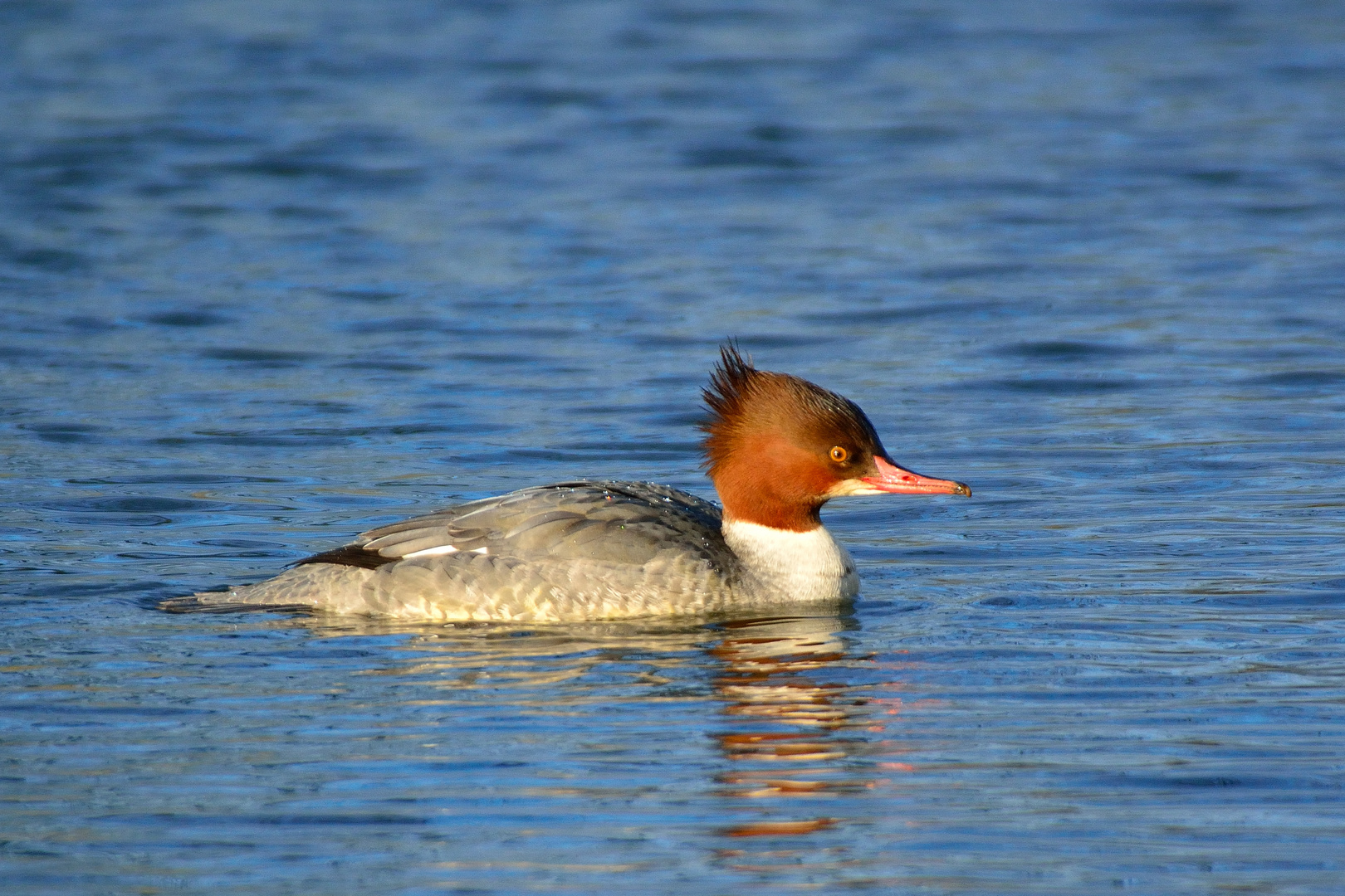 Gänsesäger,weiblich