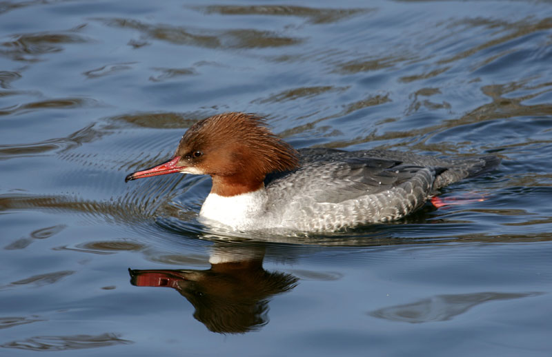 Gänsesager Mergus merganser Goosander