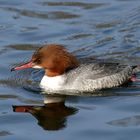 Gänsesager Mergus merganser Goosander