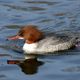 Gnsesager Mergus merganser Goosander