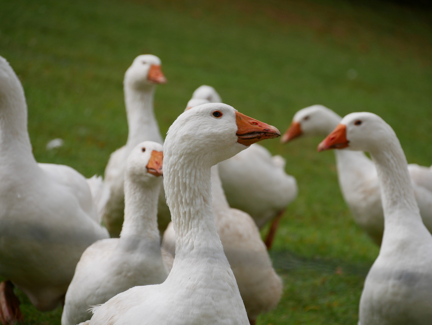 Gänseschar