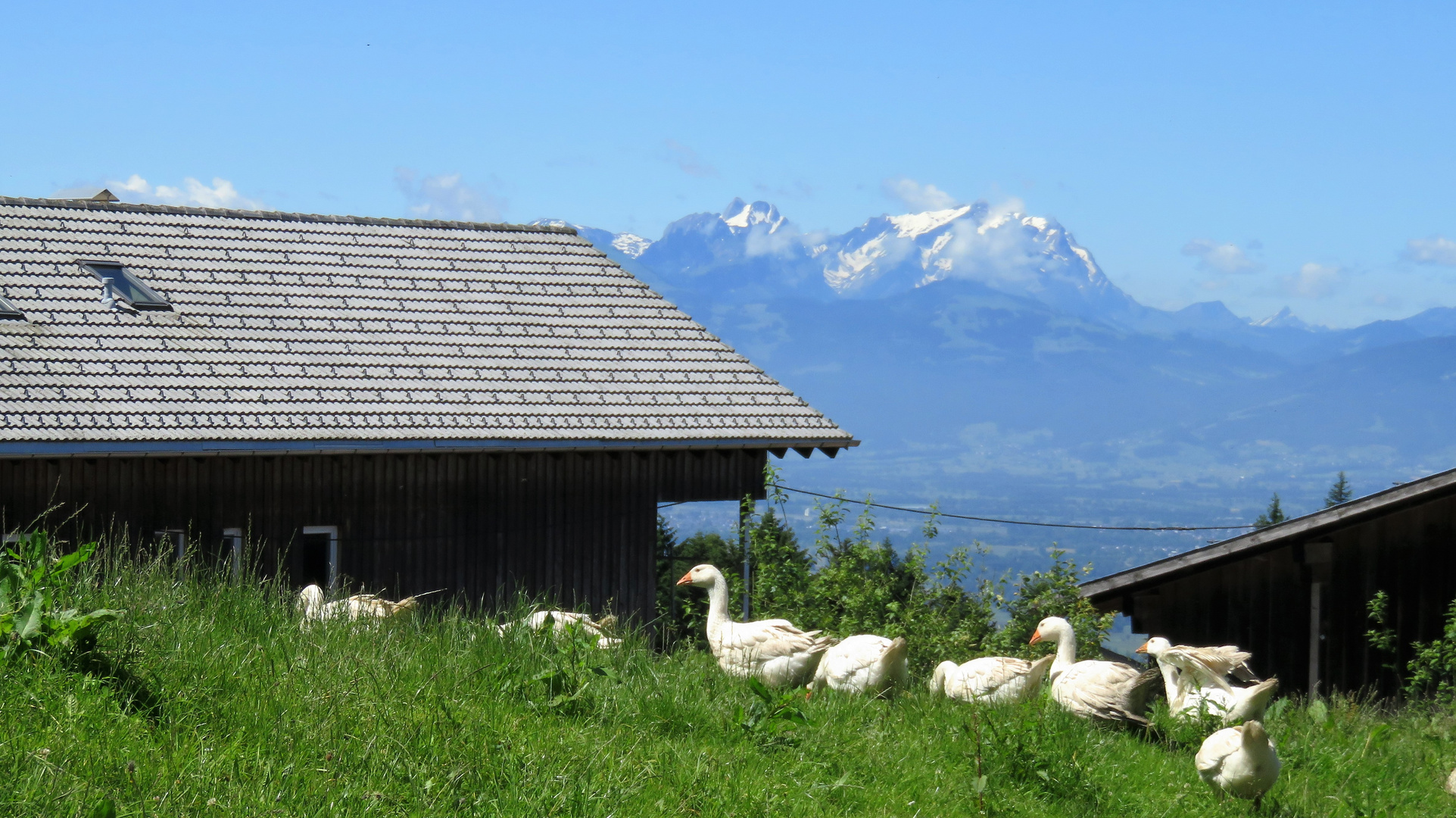 Gänseschar vor Säntis und Altmann