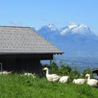 Gänseschar vor Säntis und Altmann