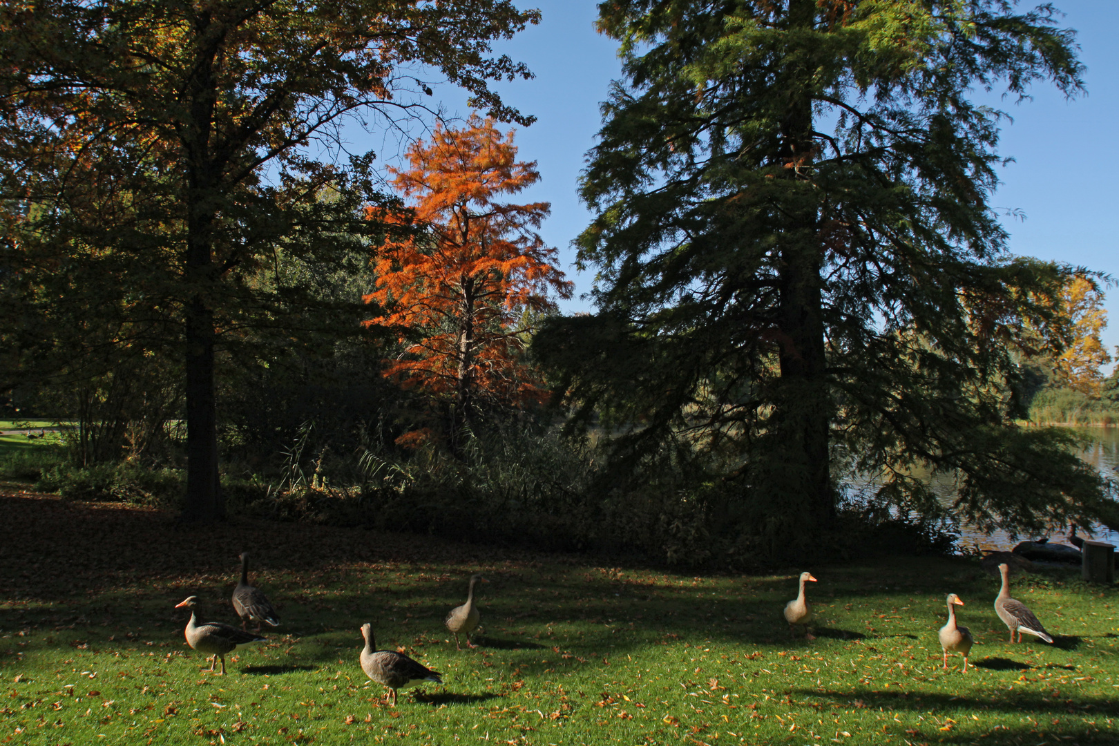 Gänseschule