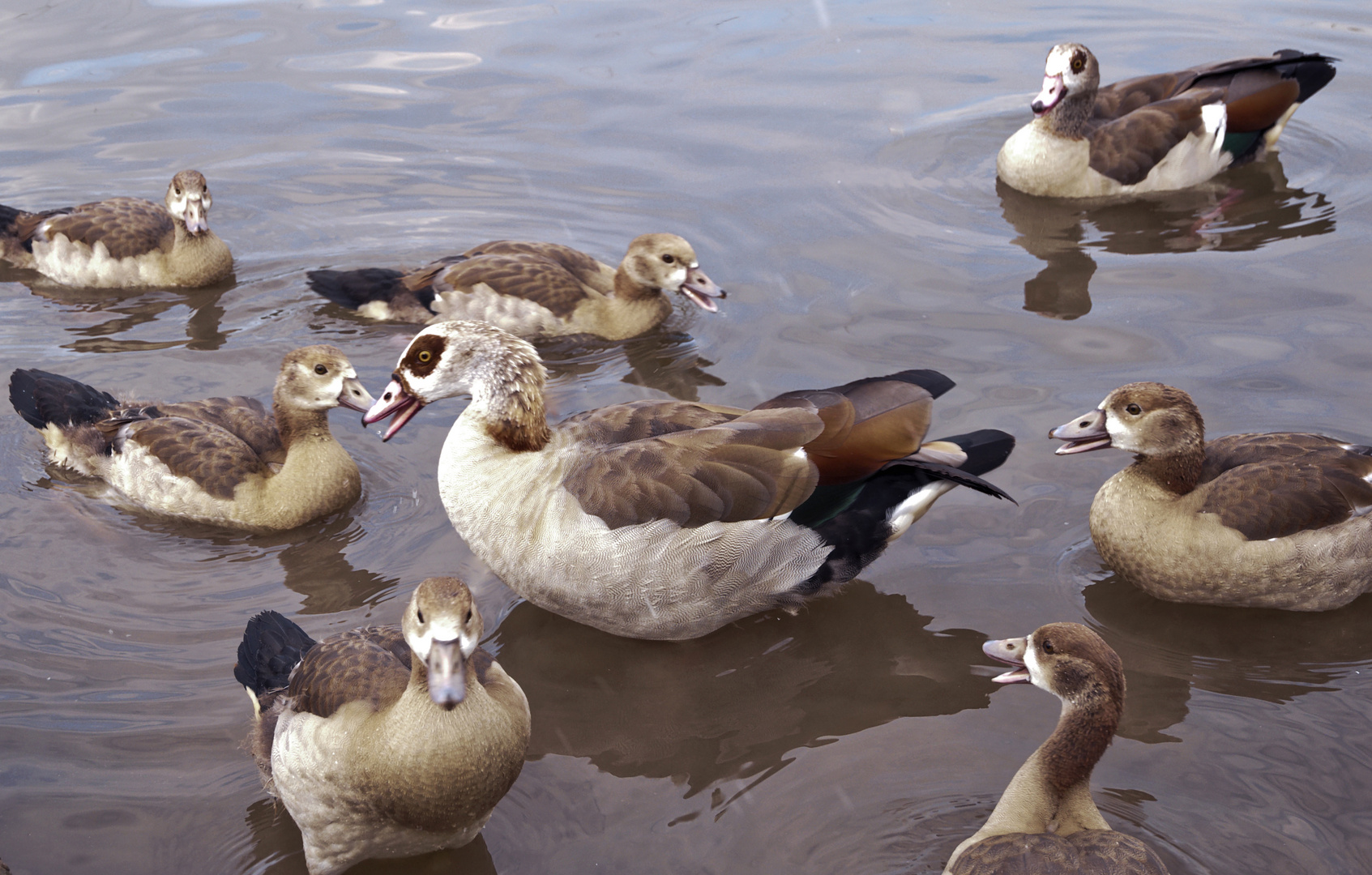 Gänseschule (Nilgänse)