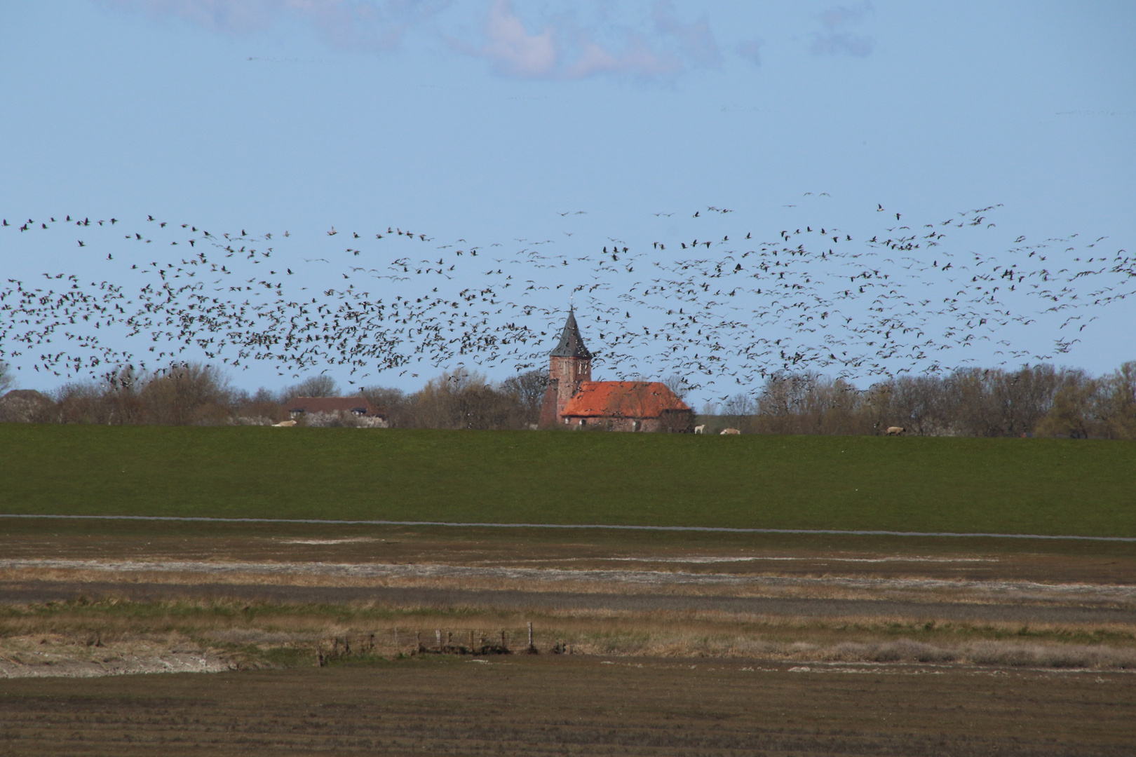 Gänseschwarm