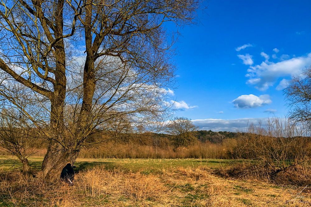 Gänseshooting in Winzer