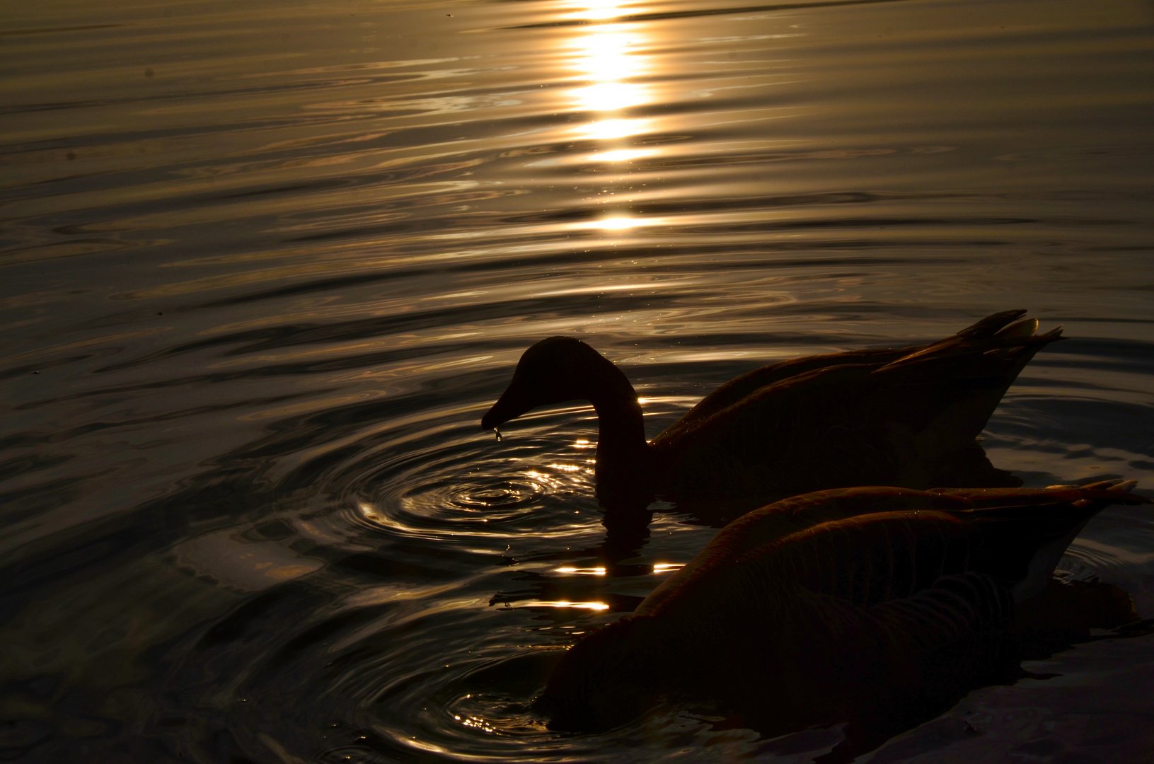 GänseSonnenaufgang