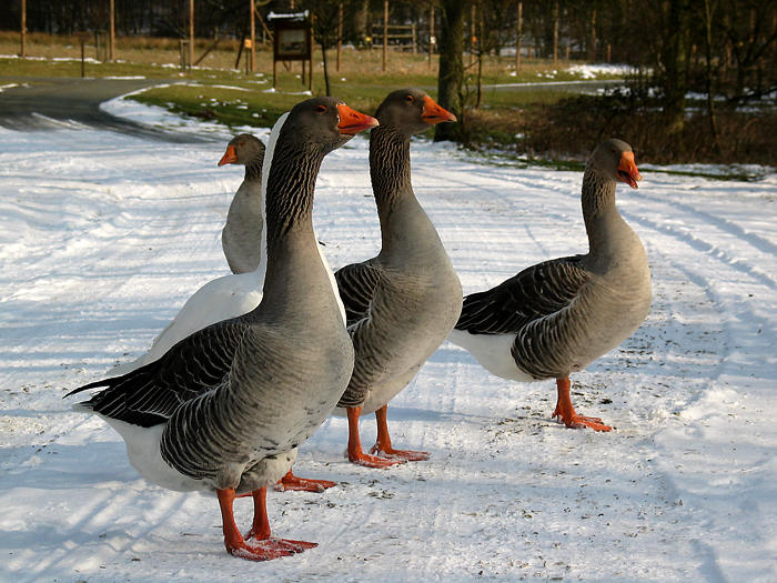 Gänsespalier...