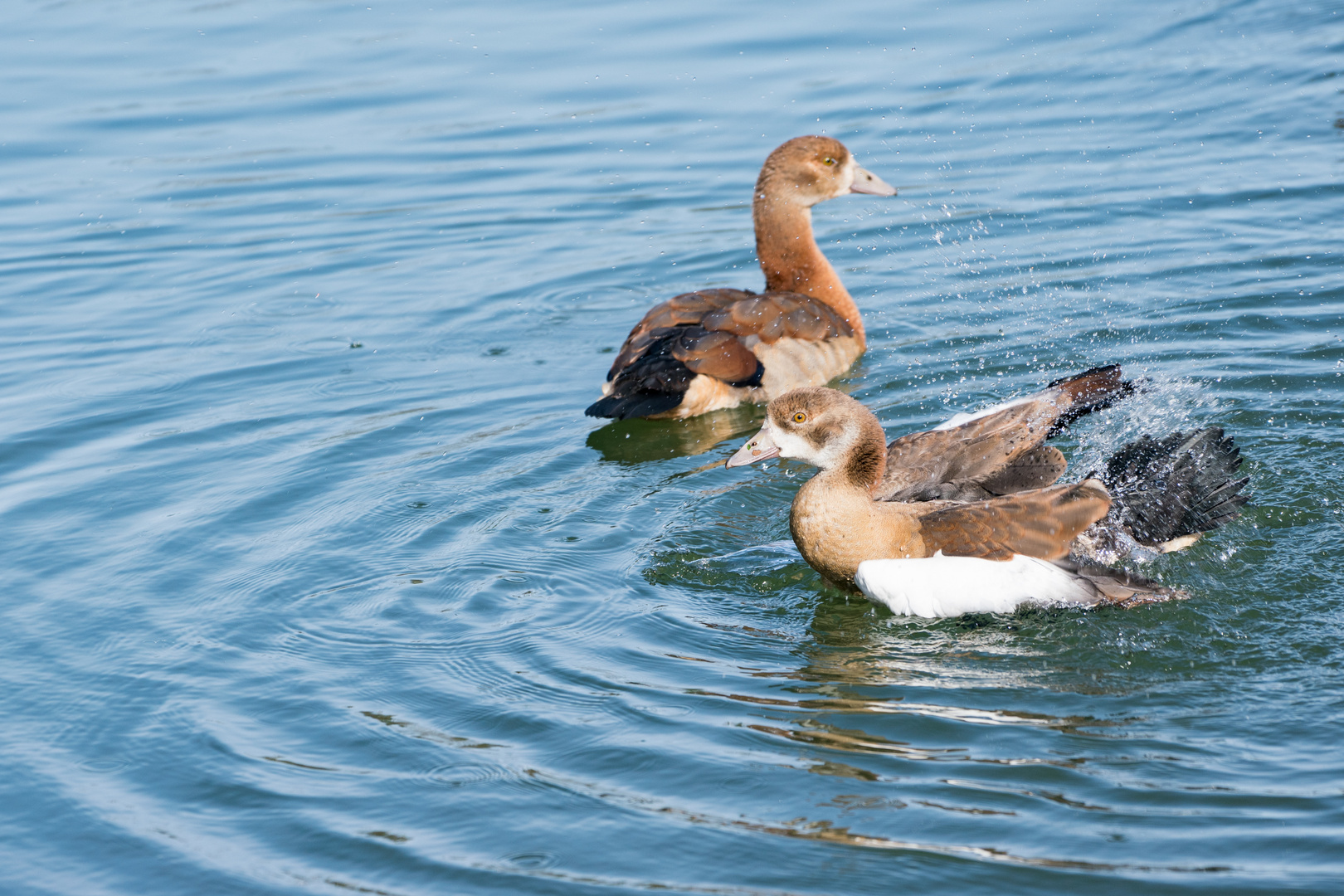 Gänsespaß am Weiher