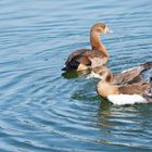 Gänsespaß am Weiher