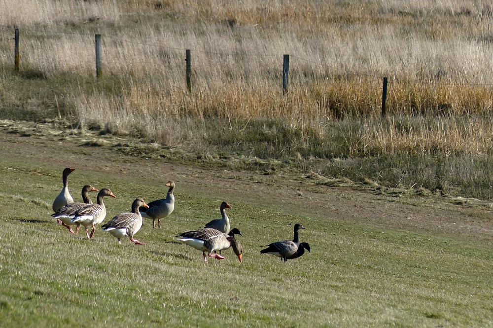 Gänsespaziergang