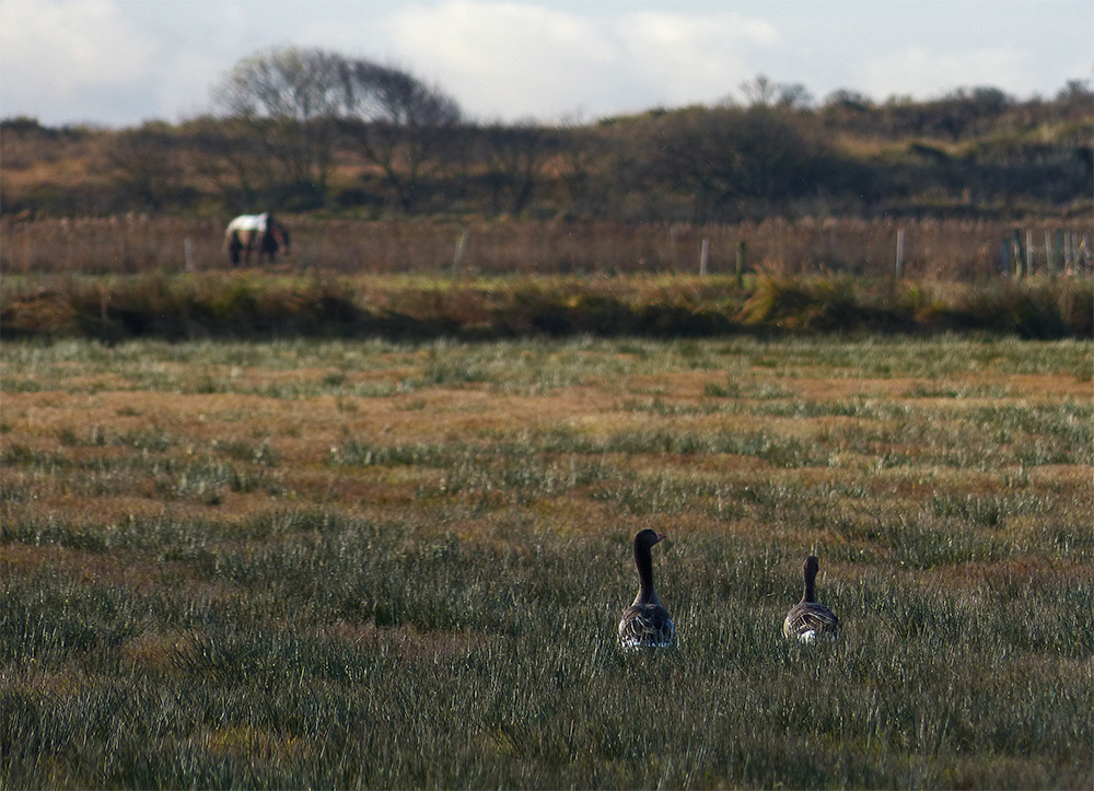 Gänsespaziergang