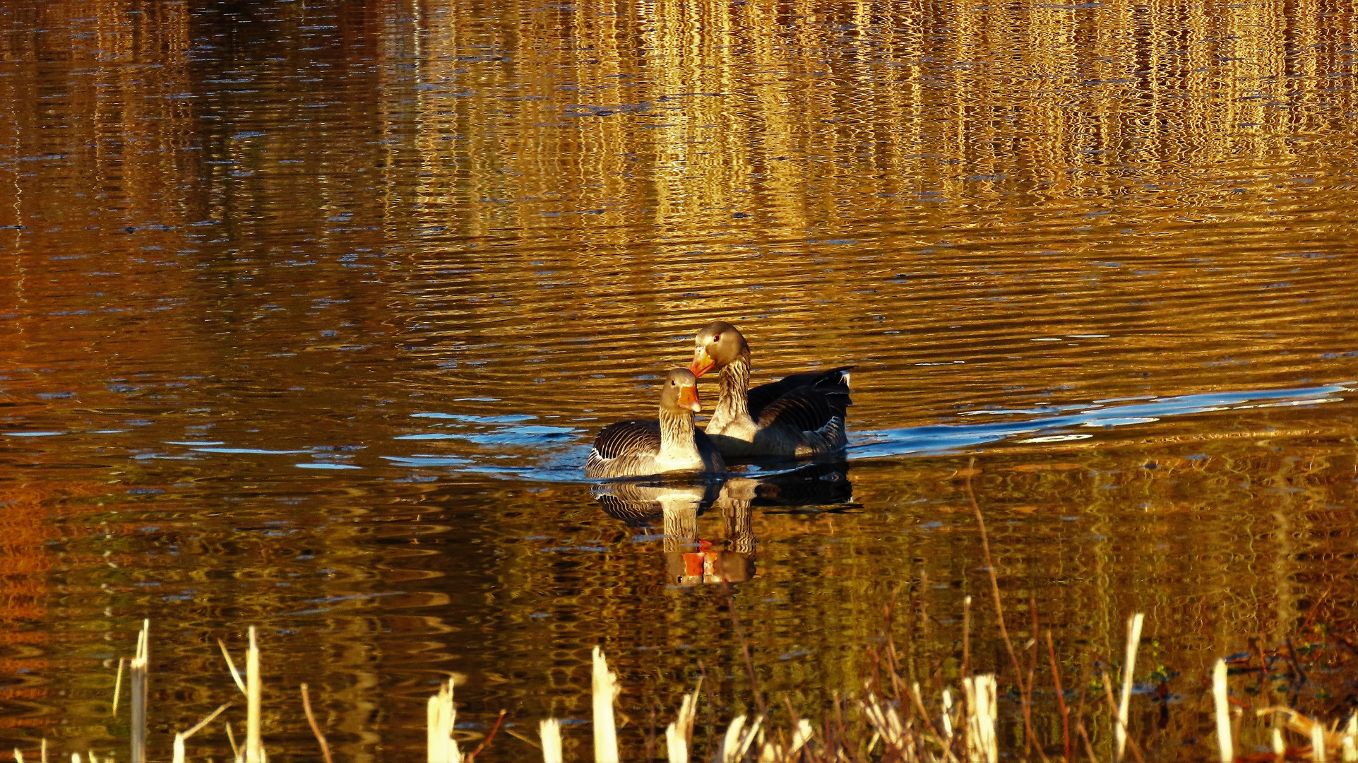 Gänsespiegeln