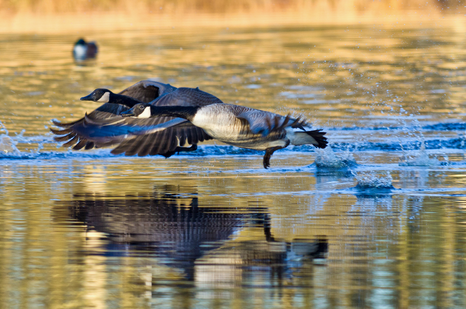 Gänsesprint