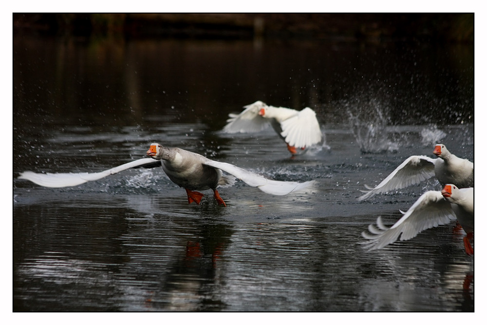 Gänsestart auf dem grossem Teich.....