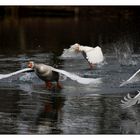 Gänsestart auf dem grossem Teich.....