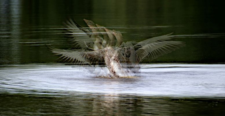 Gänsestart_Langzeit_GIDR