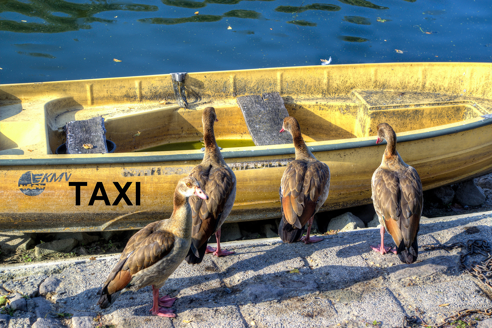 Gänsetaxi