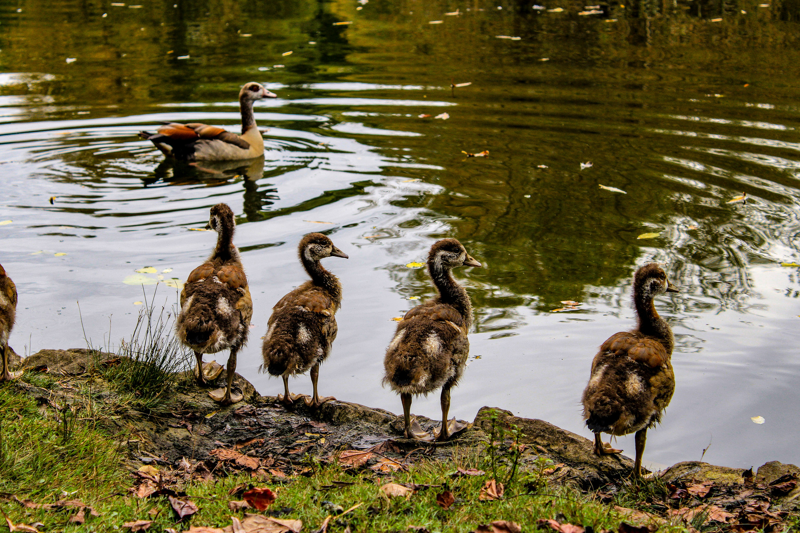 Gänseteich