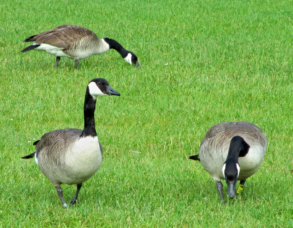 Gänseterzett