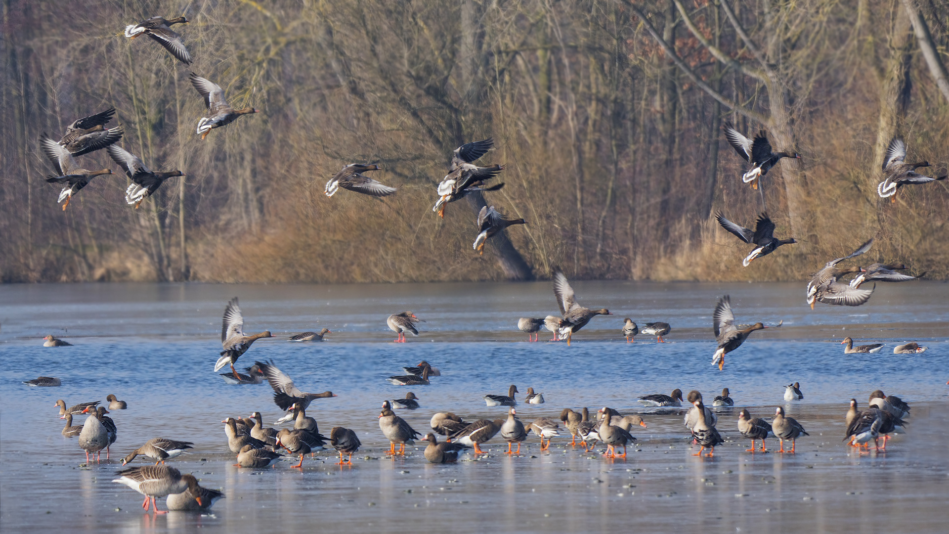 Gänsetreffen