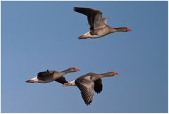 Gänsetrio