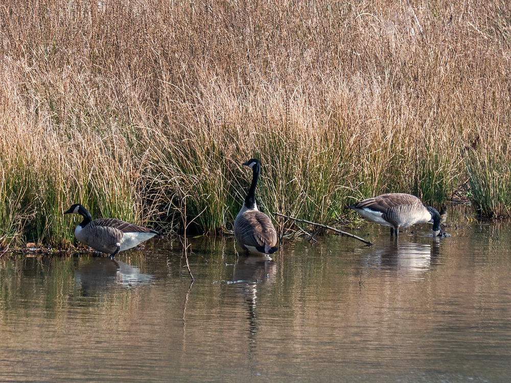 Gänsetrio