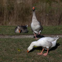 Gänsetrio