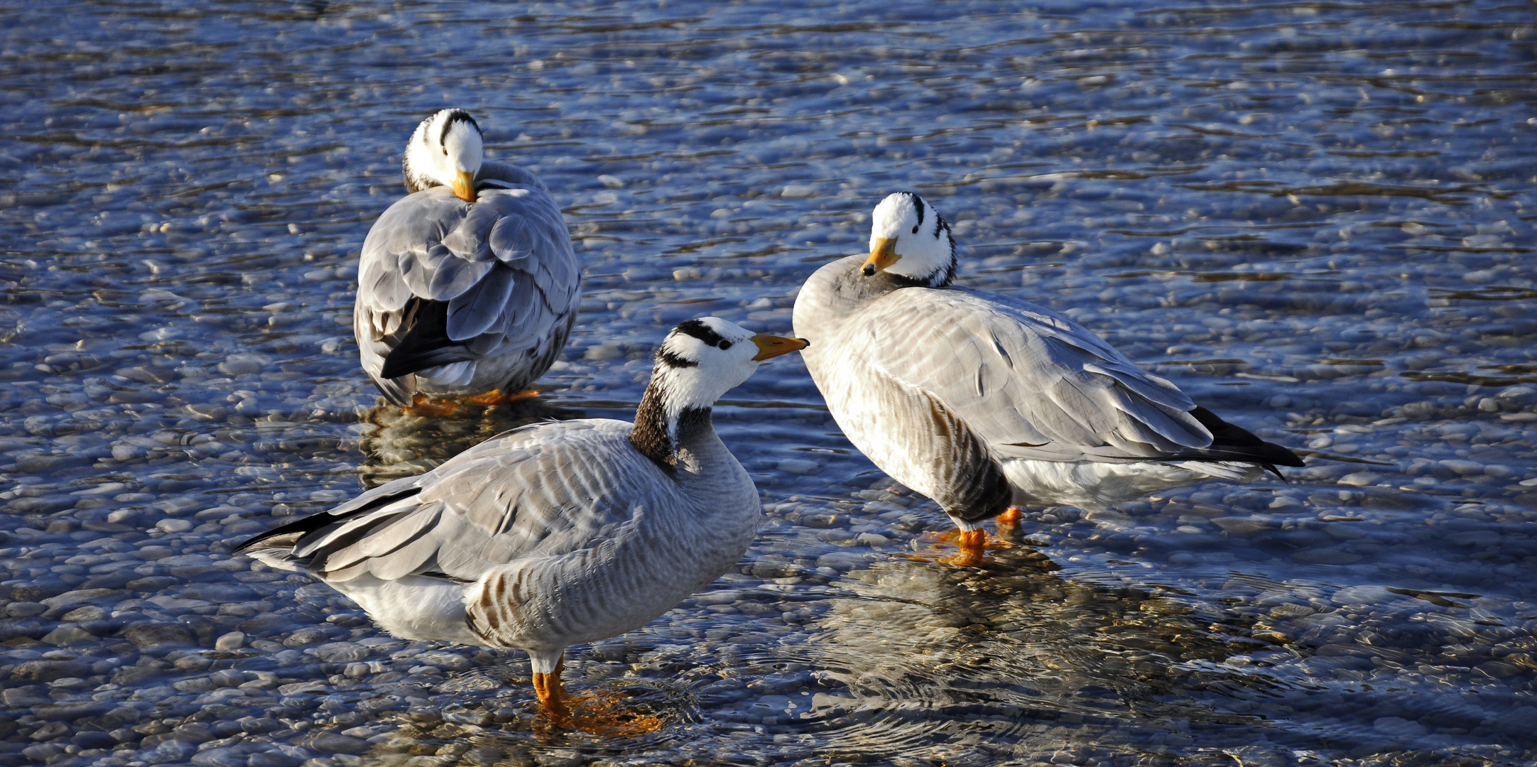 Gänsetrio