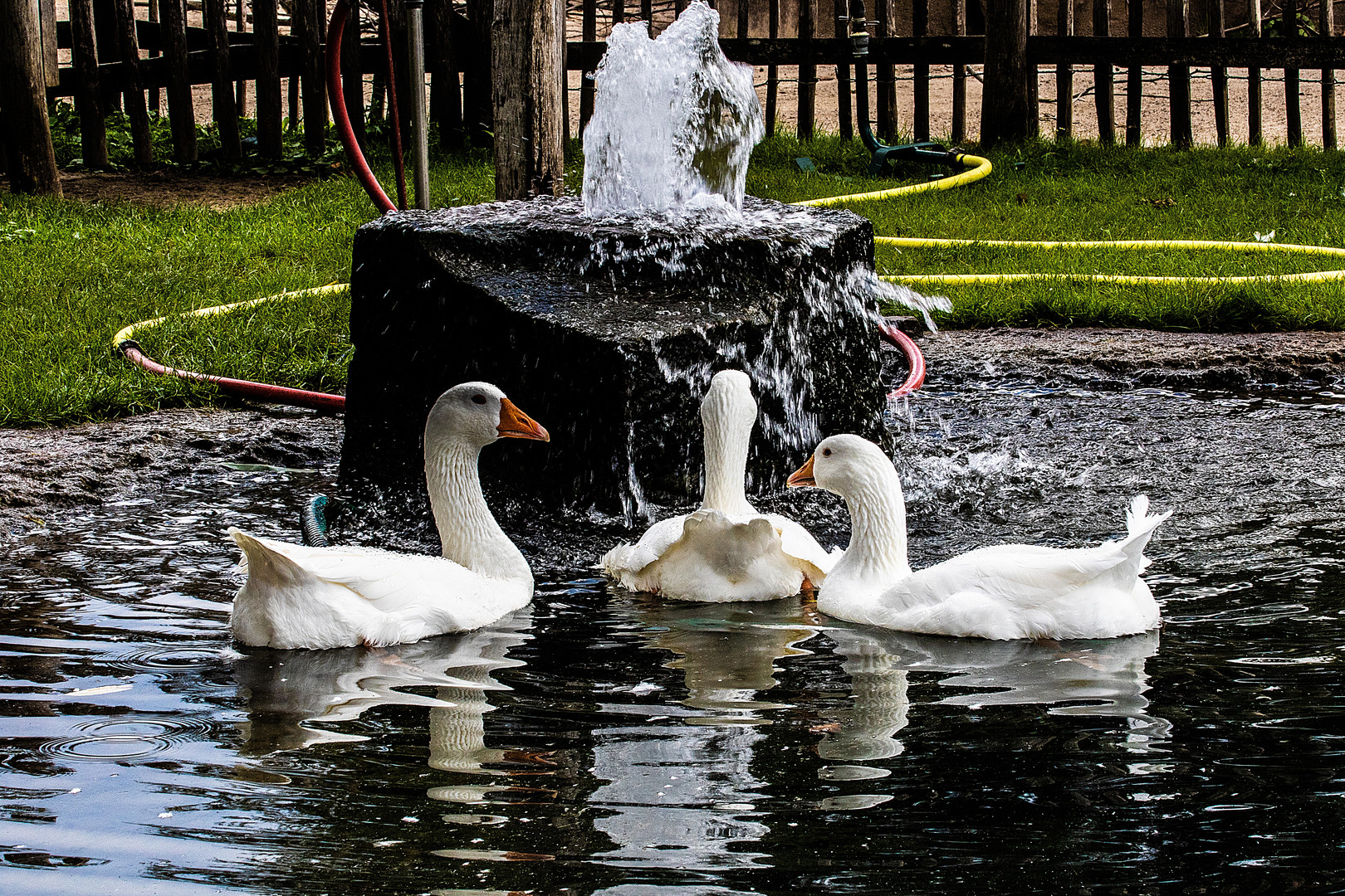 Gänsetrio am Brunnen