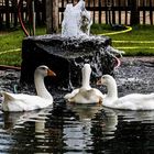 Gänsetrio am Brunnen