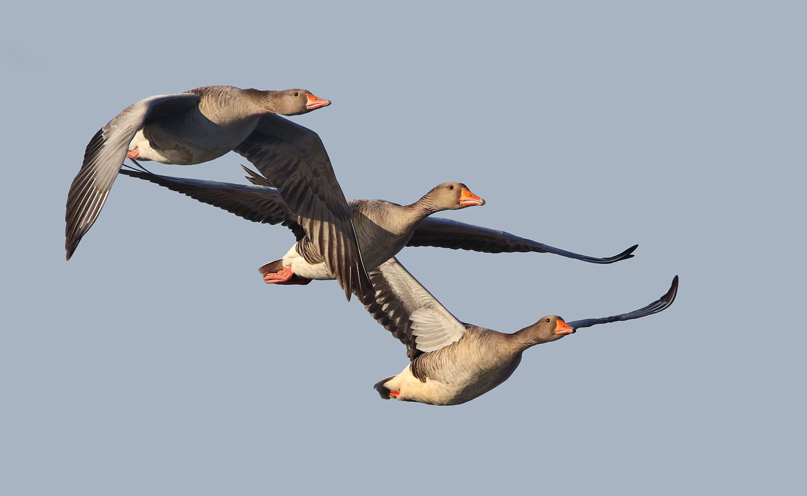 Gänsetrio im Anflug