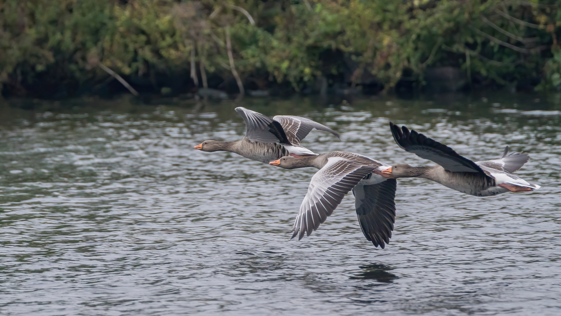 Gänsetrio im Tiefflug