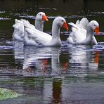 Gänsetrio verspiegelt...