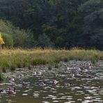 Gänseversammlung am Aprather Mühlenteich