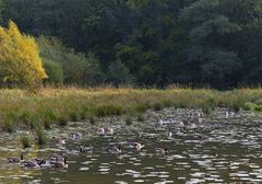 Gänseversammlung am Aprather Mühlenteich