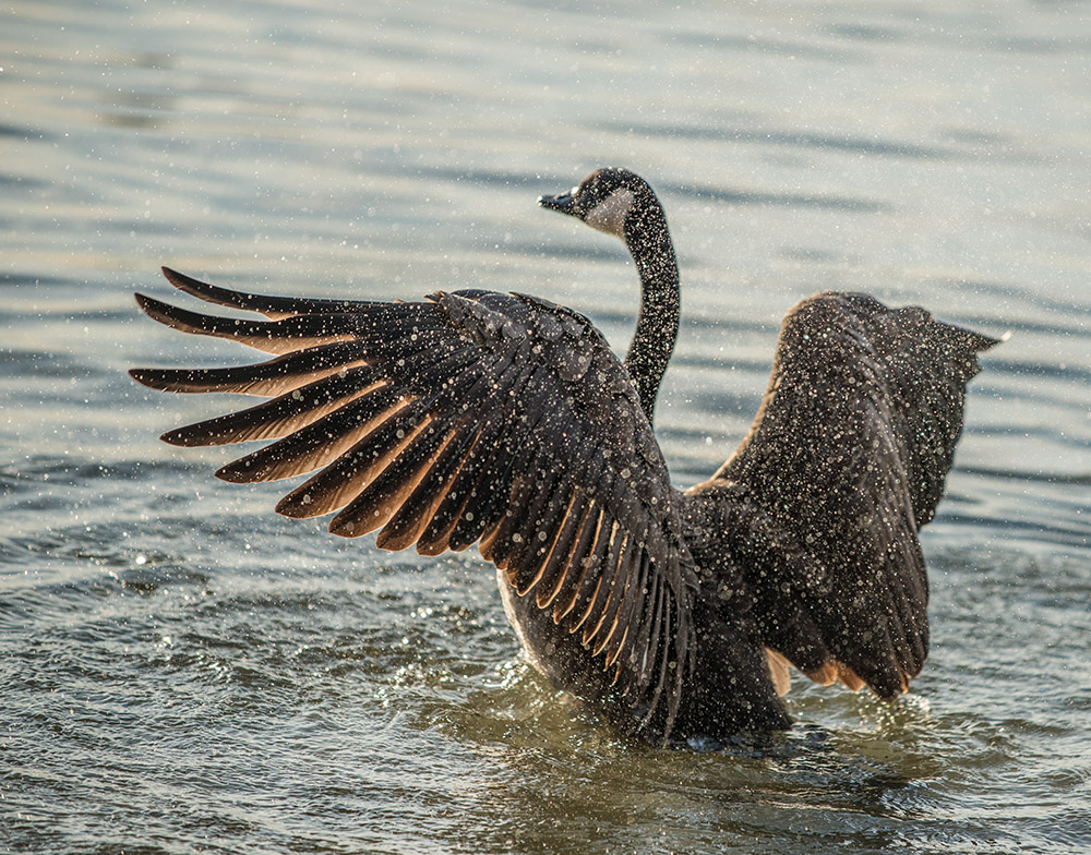 Gänsewäsche