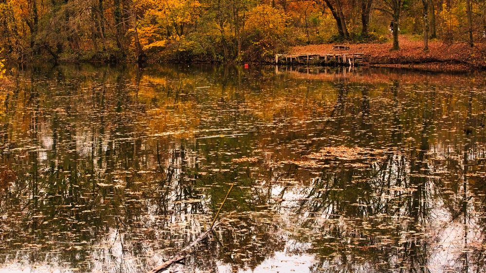 Gänseweiher