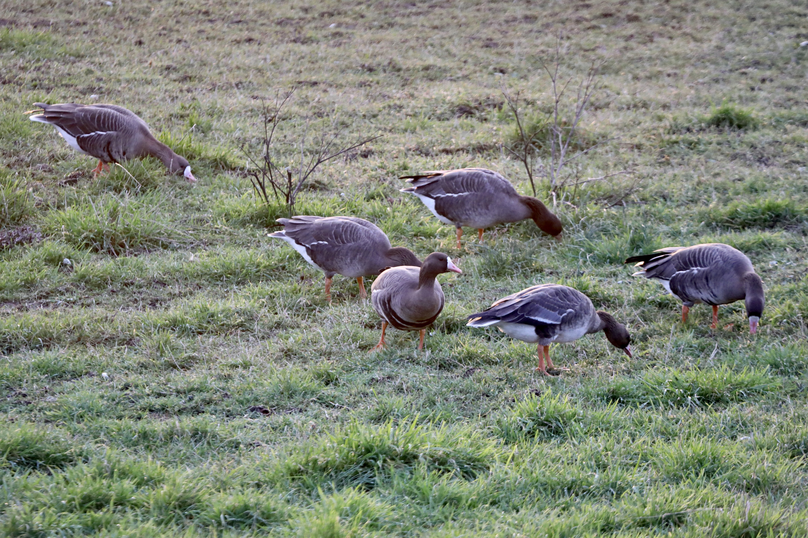 Gänsewiese