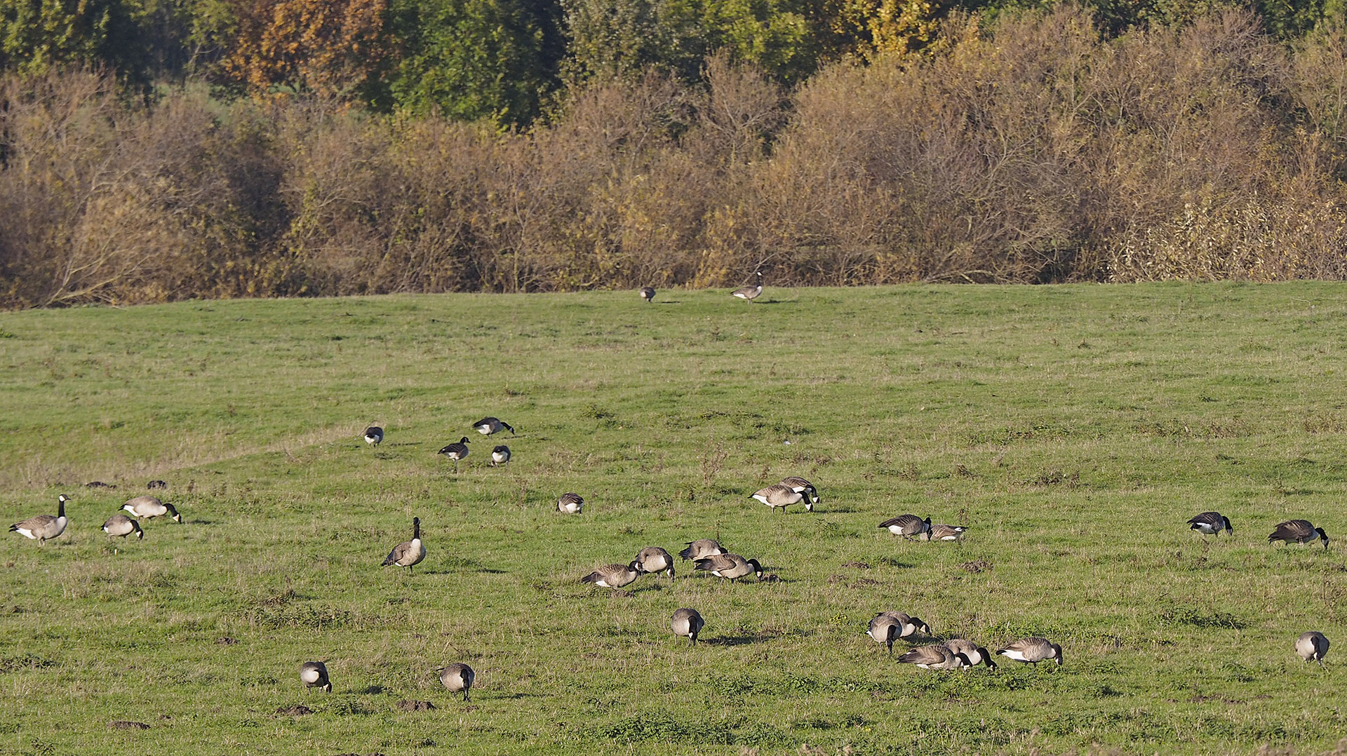 Gänsewiese am Südufer der Lippe