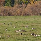 Gänsewiese am Südufer der Lippe