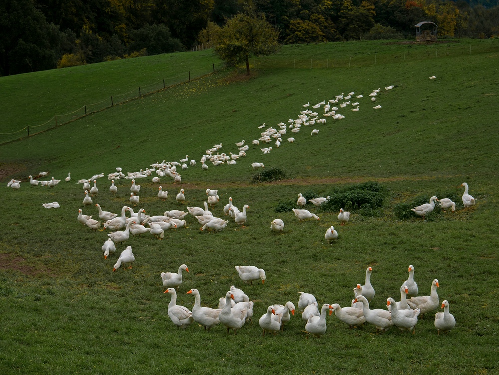 Gänsewiese