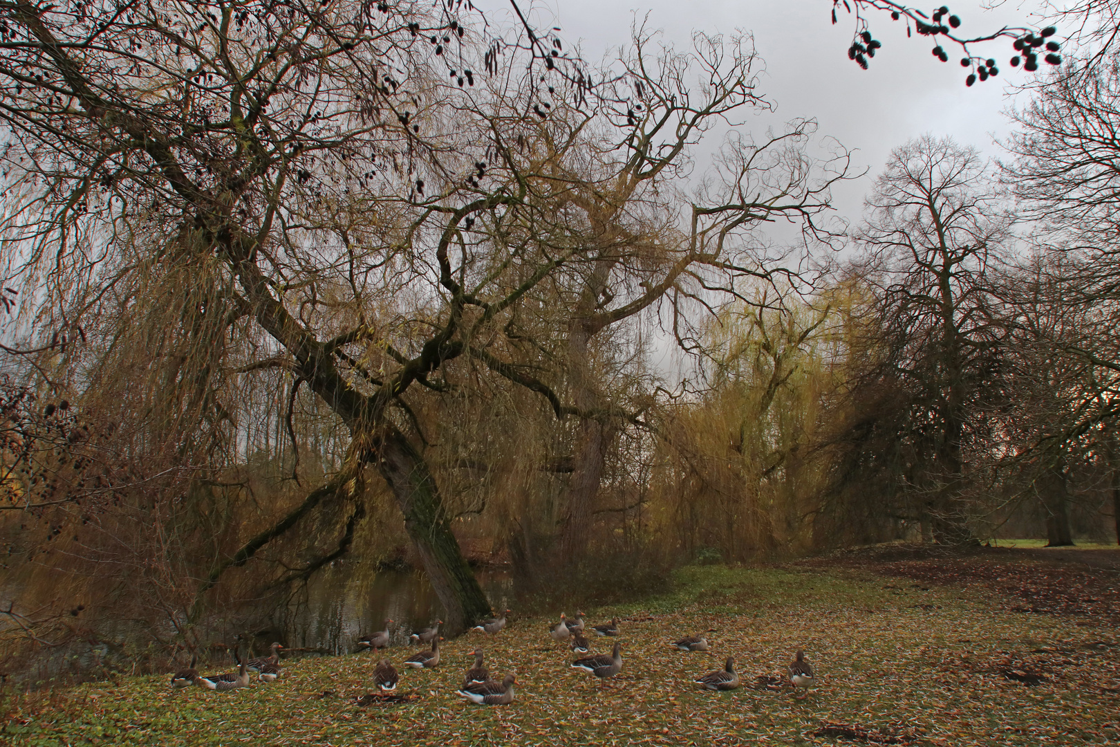 Gänsewiese im Park